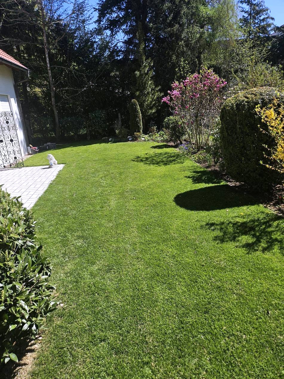 Frisch verlegter Rollrasen an einer Terrasse mit Plattenweg