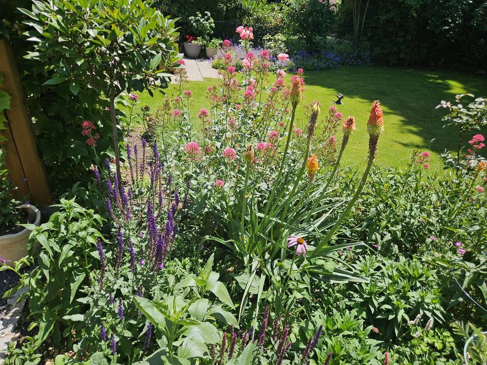 Üppiges Staudenbeet mit Fackellilien, Steppensalbei und Spornblumen