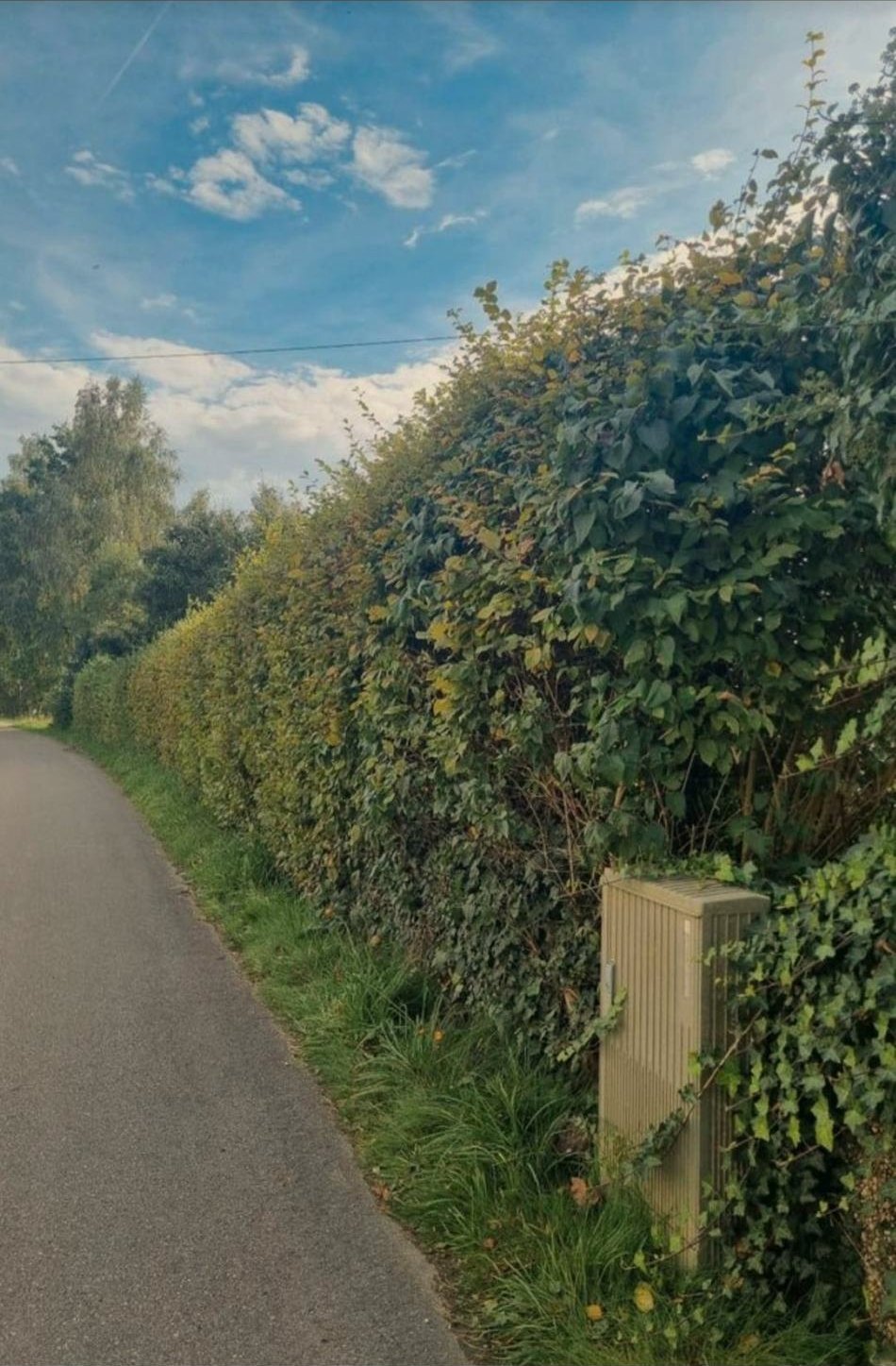 Geschnittene Hecke entlang eines Feldwegs